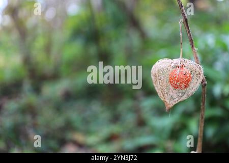 Die orangefarbenen „Laternen“ (Fruchtkelche) von Hozuki (alkekengi) im Mukojima-Hyakkaen Garden, Tokio, Japan Stockfoto