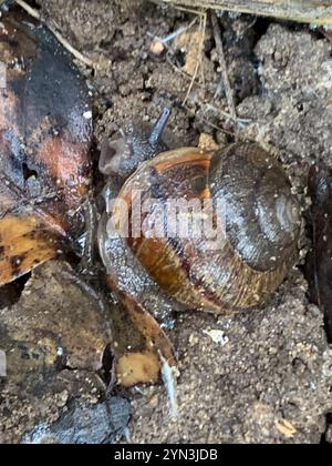 Nicklin's Schulterband Schnecke (Helminthoglypta nickliniana) Stockfoto