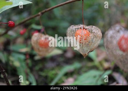 Die orangefarbenen „Laternen“ (Fruchtkelche) von Hozuki (alkekengi) im Mukojima-Hyakkaen Garden, Tokio, Japan Stockfoto