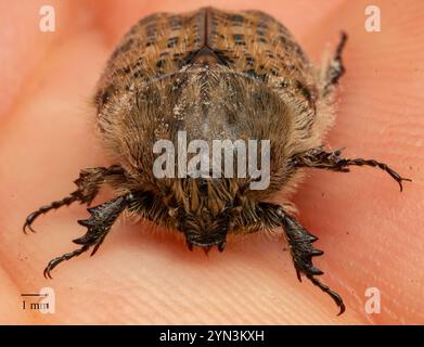 Hummeln Flower Beetle (Euphorie inda) Stockfoto