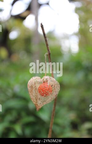 Die orangefarbenen „Laternen“ (Fruchtkelche) von Hozuki (alkekengi) im Mukojima-Hyakkaen Garden, Tokio, Japan Stockfoto