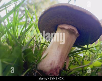 Bluefoot Bolete (Xerocomellus cisalpinus) Stockfoto