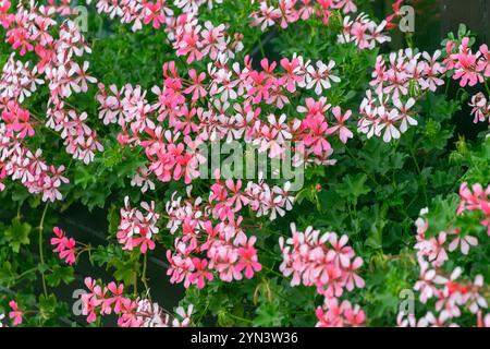 Wunderschöne rosa Blüten von Pelargonium peltatum im Garten. efeublättriges pelargonium, kaskadierende Geranie. Eine ausdauernde Pflanze. Stockfoto