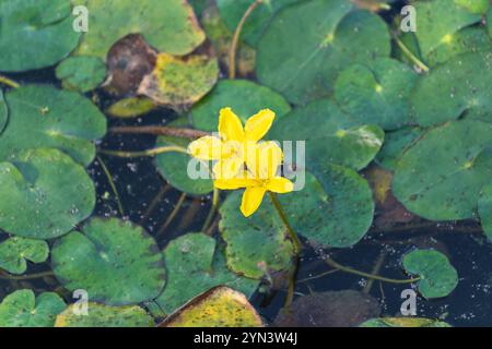 Schöne gelbe Blüten von Nymphoides peltata in einem Teich, Nahaufnahme. Gesäumte Seerose, gelbes schwimmendes Herz, schwimmendes Herz, Wasserfranse, ganze Ma Stockfoto