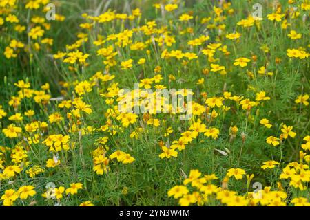 Schöne gelbe Blumen von Tagetes tenuifolia im Garten. Das Signet Ringelblume, goldene Ringelblume, Zitronenblume. Stockfoto