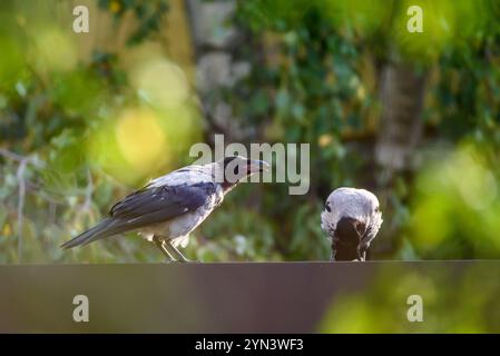 Foto mit selektivem Fokus. Krähenvögel mit Kapuze, corvus cornix auf dem Dach. Stockfoto