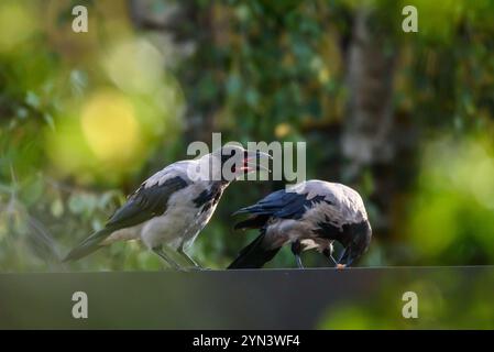 Foto mit selektivem Fokus. Krähenvögel mit Kapuze, corvus cornix auf dem Dach. Stockfoto