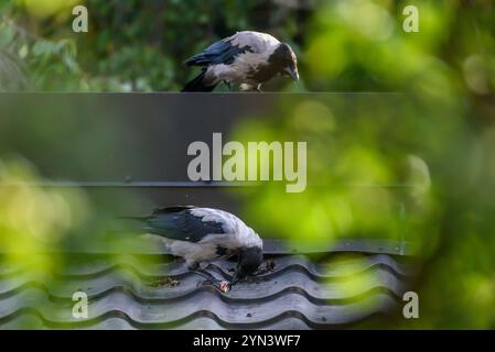 Foto mit selektivem Fokus. Krähenvögel mit Kapuze, corvus cornix auf dem Dach. Stockfoto