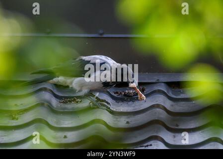 Foto mit selektivem Fokus. Krähenvögel mit Kapuze, corvus cornix auf dem Dach. Stockfoto