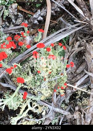 Britische Soldatenflechte (Cladonia cristatella) Stockfoto