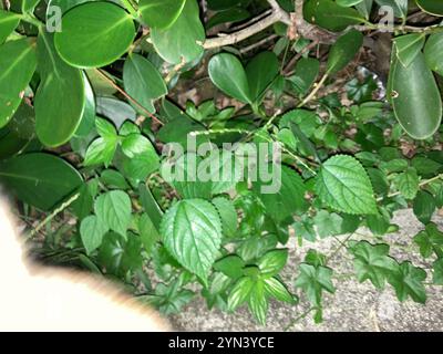 Westindische Holznessel (Laportea aestuans) Stockfoto