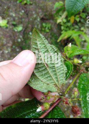 Kosters Fluch (Miconia crenata) Stockfoto