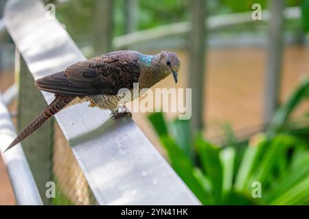 Die Barred Cuckoo-Taube (Macropygia unchall) ist ein mittelgroßer Vogel, der in Teilen Süd- und Südostasiens vorkommt. Er hat einen schlanken Körper, einen langen Schwanz Stockfoto