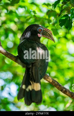 Der weibliche Luzon-Nashornvogel (Penelopides manillae) ist eine Art von Nashornvogel in der Familie Bucerotidae. Sie ist endemisch in den Wäldern von Luzon und in der Nähe Stockfoto
