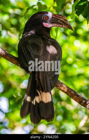 Der weibliche Luzon-Nashornvogel (Penelopides manillae) ist eine Art von Nashornvogel in der Familie Bucerotidae. Sie ist endemisch in den Wäldern von Luzon und in der Nähe Stockfoto