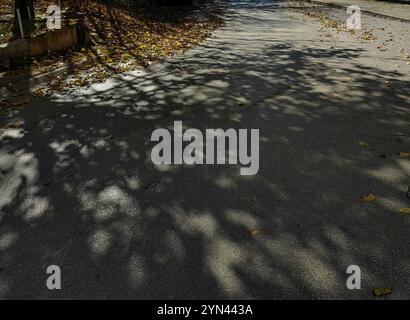 Das Flüstern des Herbstes: Schatten und Blätter auf der Straße Stockfoto