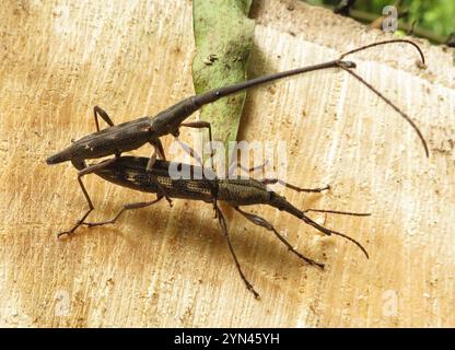 Neuseeländischer Giraffe Weevil (Lasiorhynchus barbicornis) Stockfoto