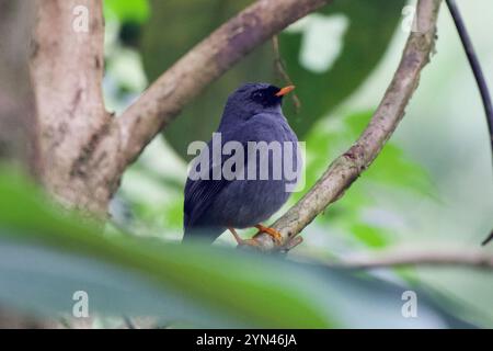 Schwarzgesichteter Solitär (Myadestes melanops) Stockfoto