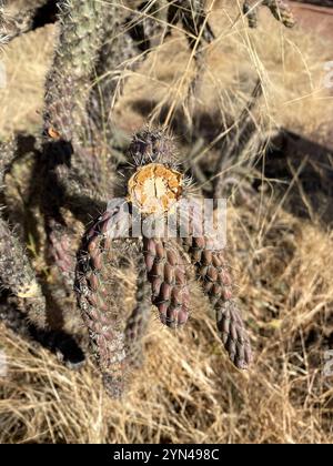 Walkingstock-Kakteen (Cylindropuntia imbricata spinosior) Stockfoto