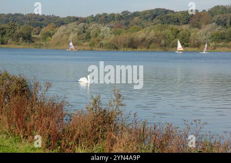 Swan- und Segelboote auf Whitlingham Great Broad vor den Toren von Norwich, Norfolk, Großbritannien Stockfoto