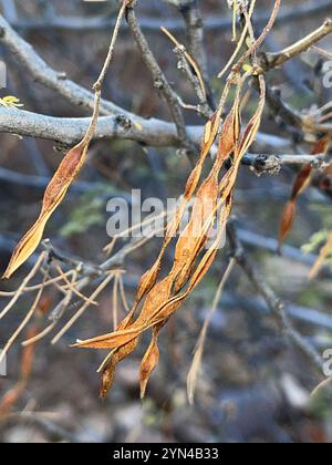 Weißhornakazie (Vachellia constricta) Stockfoto