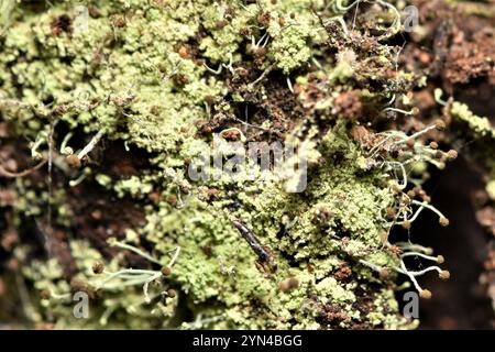 Schwefelstoppelflechte (Chaenotheca furfurfuracea) Stockfoto
