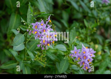 Solanum crispum Glasnevin, chilenische Kartoffelrebe, chilenischer Nachtschatten, chilenischer Kartoffelbaum, Kartoffelrebe, Kartoffelbaum Glasnevin, Cluster violett-blau fließen Stockfoto