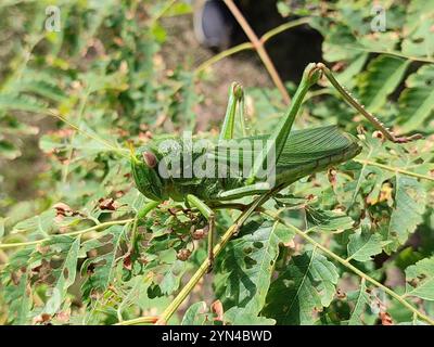 Große grüne Grasshopper (Chondracris rosea) Stockfoto