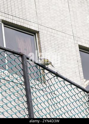 Leicht belüfteter Bulbul (Pycnonotus sinensis) Stockfoto