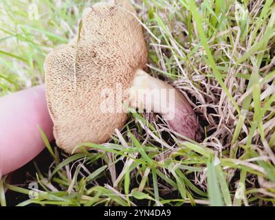 Bluefoot Bolete (Xerocomellus cisalpinus) Stockfoto