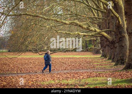 Spaziergänger und Ausflügler nutzen die warmen Temepraturen am Totensonntag für einen Spaziergang rund um den Decksteiner Weiher in Köln NRW Herbstimpressionen *** Wanderer und Tagesausflügler nutzen die warmen Temperaturen am Totensonntag für einen Spaziergang rund um den Decksteiner Weiher in Köln NRW Herbsteindrücke Stockfoto