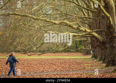 Spaziergänger und Ausflügler nutzen die warmen Temepraturen am Totensonntag für einen Spaziergang rund um den Decksteiner Weiher in Köln NRW Herbstimpressionen *** Wanderer und Tagesausflügler nutzen die warmen Temperaturen am Totensonntag für einen Spaziergang rund um den Decksteiner Weiher in Köln NRW Herbsteindrücke Stockfoto