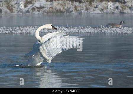 Trompeterschwan (Cygnus Buccinator). Am frühen Morgen Nebel auf dem Yellowstone River nach einem eisigen Schneefall in der Nacht. Oktober im Yellowstone National Par Stockfoto