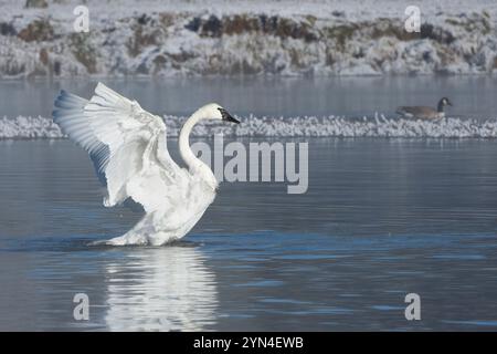 Trompeterschwan (Cygnus Buccinator). Am frühen Morgen Nebel auf dem Yellowstone River nach einem eisigen Schneefall in der Nacht. Oktober im Yellowstone National Par Stockfoto