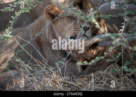 Männlicher Löwe, ein älteres Geschwister, das ein junges Junges toleriert, das spielen will, während er sich ausruhen will Stockfoto
