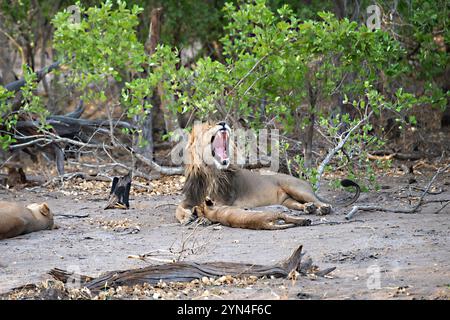 Männlicher Löwe entspannt und gähnt mit dem Jungen, das nahe schläft Stockfoto
