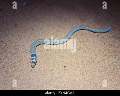 Westlicher Kapuzenfuß (Pygopus nigriceps) Stockfoto