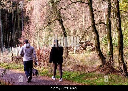 Dundee, Tayside, Schottland, Großbritannien. November 2024. Großbritannien Wetter: Nachdem Sturm Bert Dundee mit Schnee, Schneeregen und starkem Wind getroffen hatte, war das Wetter geklärt und wurde hell und mild. Die Einheimischen genossen einen Sonntagsspaziergang durch die Templeton Woods in Schottland. Quelle: Dundee Photographics/Alamy Live News Stockfoto