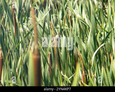 Kleiner Sumpfbarsche (Acrocephalus gracilirostris gracilirostris) Stockfoto