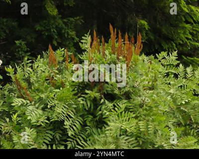 American Royal Fern (Osmunda spectabilis) Stockfoto