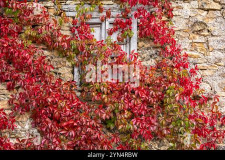 Rote Weinrebe um ein Fenster an einer alten Fassade, Dorf Horcadas, Berg Riaño und Regionalpark Mampodre, Provinz León, Kantabrisches Gebirge, Spanien. Stockfoto