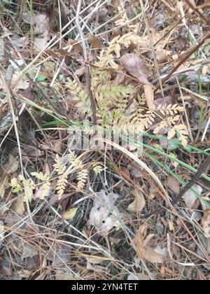 American Royal Fern (Osmunda spectabilis) Stockfoto