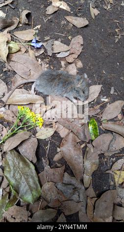 Australische Buschratte (Rattus fuscipes) Stockfoto