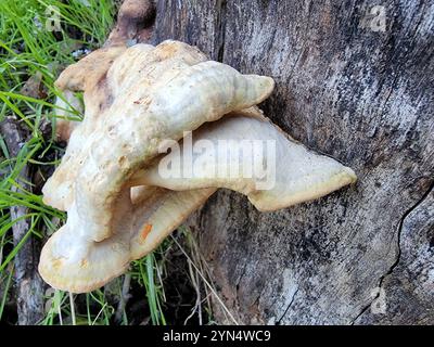 Westliches Hartholz-Schwefelregal (Laetiporus gilbertsonii) Stockfoto