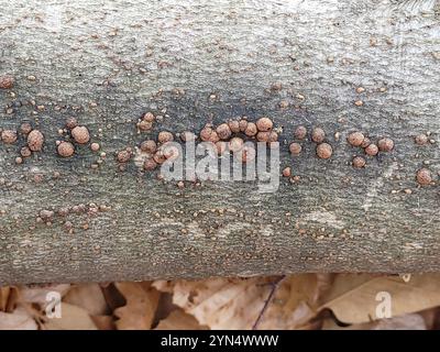 Buchenholz (Hypoxylon fragiforme) Stockfoto