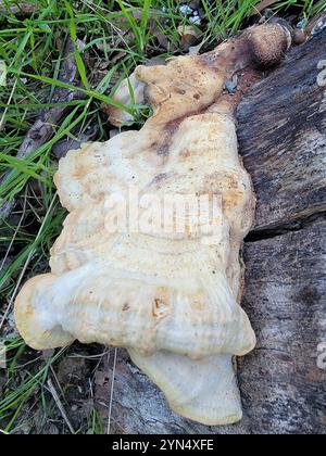 Westliches Hartholz-Schwefelregal (Laetiporus gilbertsonii) Stockfoto