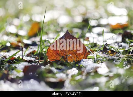 Im Herbst Laub auf dem Boden Stockfoto