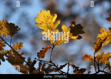 Herbsteichenblätter gegen den Himmel Stockfoto