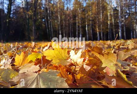 Herbstlaub im Wald Stockfoto