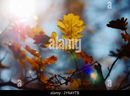 Herbsteichenblätter gegen den Himmel Stockfoto